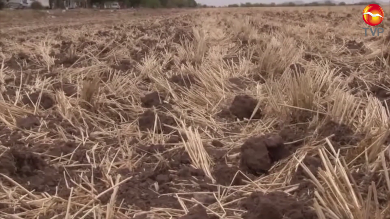 La sequía afecta a ganaderos de zonas altas: Conselva