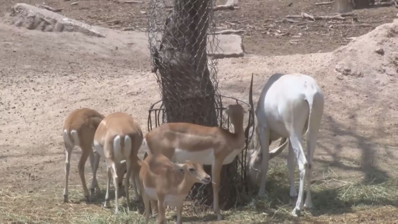 El zoológico de Culiacán tendrá sorpresas para la niñez este sábado