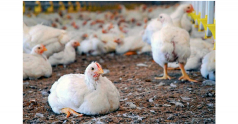 Francia ha sacrificado 16 millones de aves por epidemia de gripe aviar