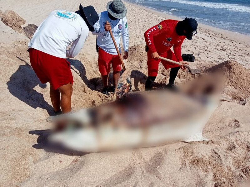 Localizan a delfín sin vida en Playa Norte
