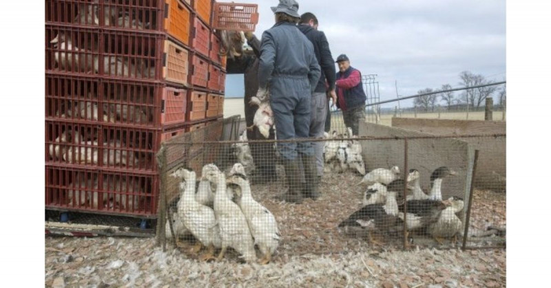 Francia experimenta vacunar sus granjas para combatir la gripe aviar
