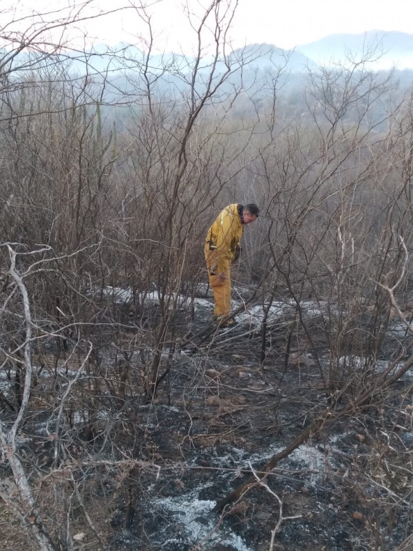 Incendios forestales en Cajeme y Yécora están controlados
