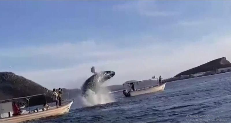 Llama capitanía de puerto a respetar a la ballena que se encuentra en la bahía de Topolobampo