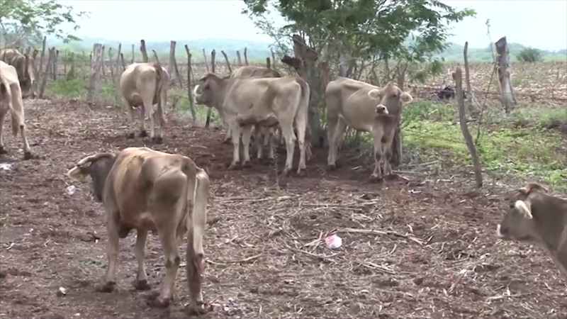 Se detecta un brote de brucelosis en dos ranchos ganaderos de Mazatlán