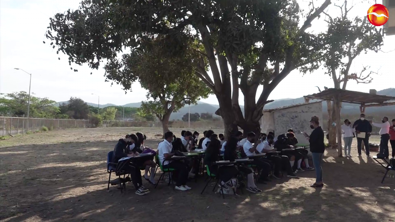 Alumnos reciben clases bajo un árbol en Santa Teresa