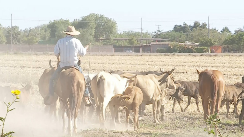 A la venta 18 ranchos en Cajeme por sequía