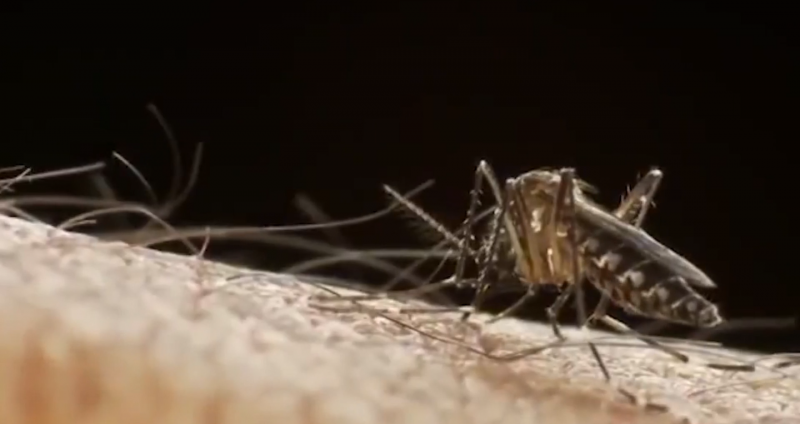 Se mantiene 8 casos confirmados de dengue en la zona norte de Sinaloa informa la jurisdicción sanitaria