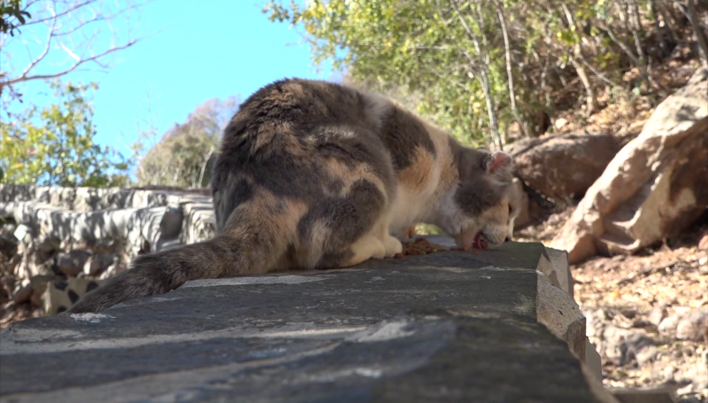 Prevalece el abandono de gatos en el Faro de Mazatlán