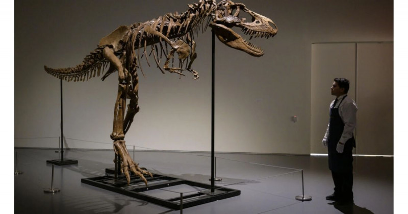 Subastarán entre 5 y 8 mdd un Gorgosaurus de 3 metros y 77 millones de años