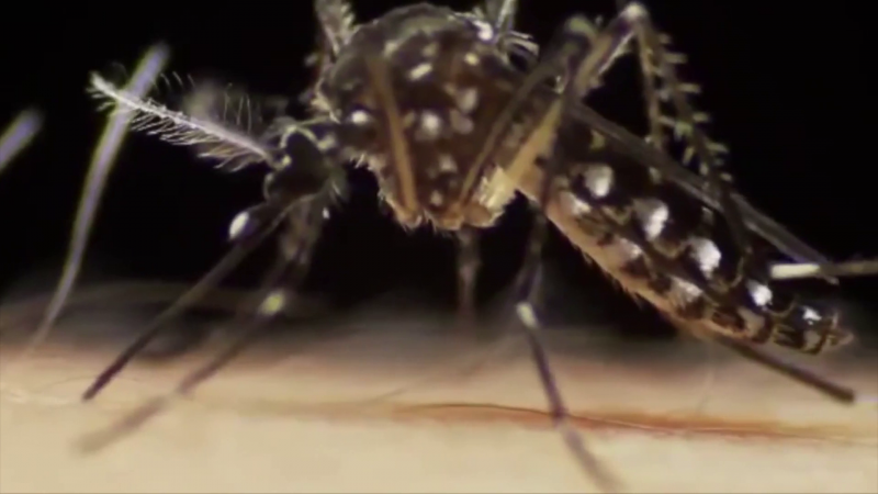 7 casos de dengue durante el primer semestre de 2022