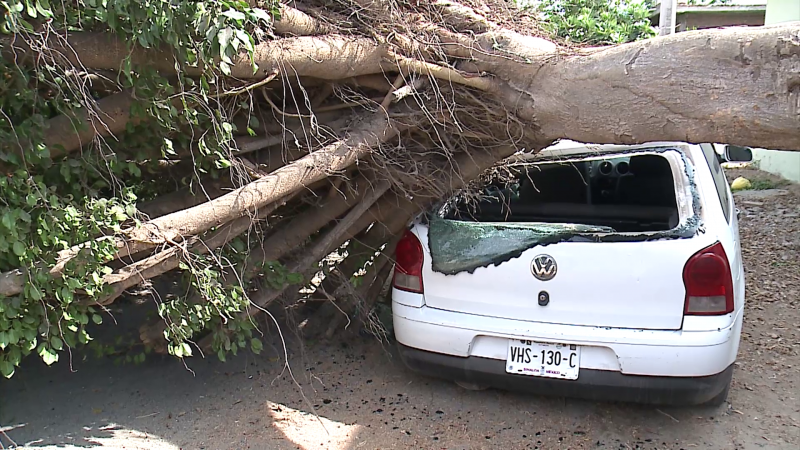 Fuertes vientos provocan caída de árbol sobre auto en Valles del Ejido