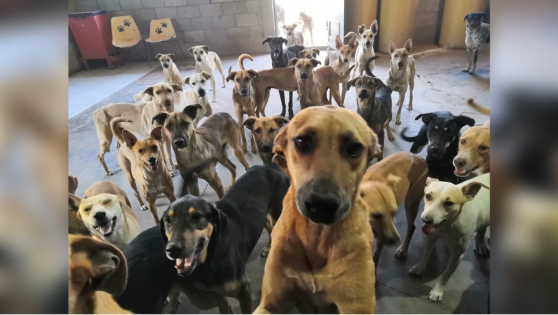 Veterinario de Ciudad Obregón rescata a los animales exóticos de la calle, pero también a perros y gatos, una voz más de nuestra gente
