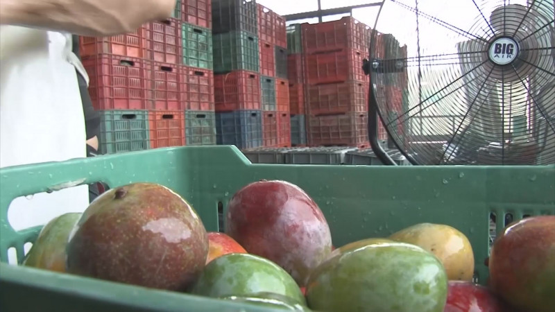 Cesavesin apoya a productores de mango con campaña contra Moscas de la Fruta