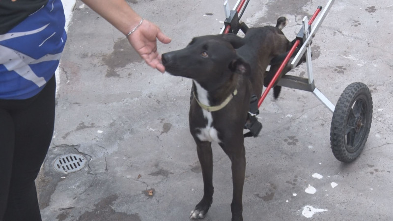 Aumenta el golpe de calor en mascotas