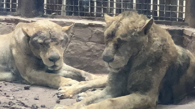 Llegan 3 leones africanos al Zoo de Culiacán de BJWT