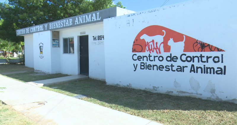 Centro de control y bienestar animal atiende problema de perro callejeros