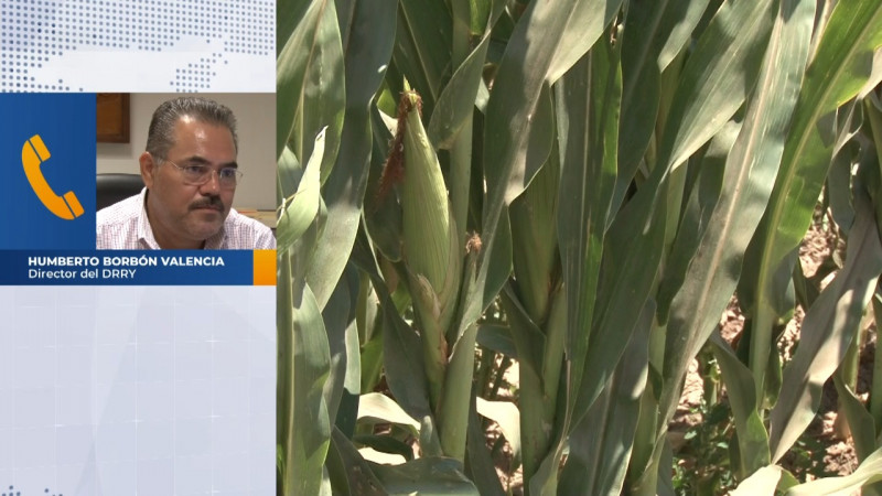 En riesgo el cultivo de maíz en el Valle del Yaqui por falta de agua, si no llueve bien en agosto no habrá está siembra dice el DRRY