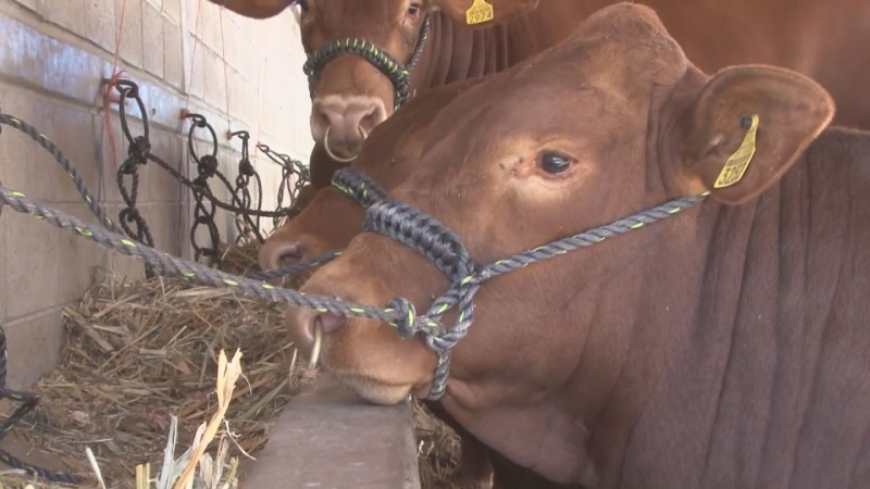 Las altas temperaturas afectan al ganado en la producción de leche