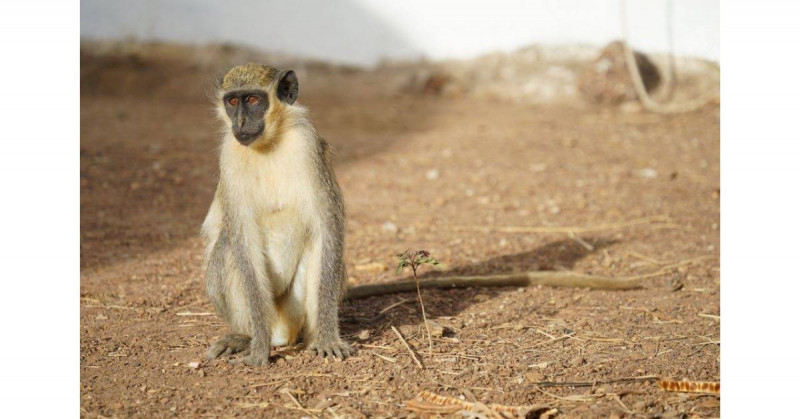 La OMS denuncia envenenamientos a monos en Brasil por temor a la viruela del mono