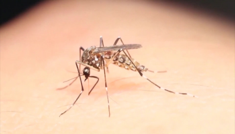 En lo que va del año, se han registrado132 casos de dengue en Sinaloa: Secretaría de Salud