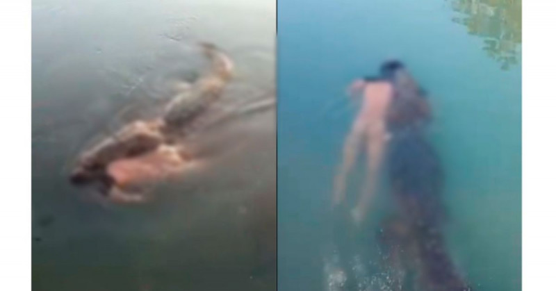 Cocodrilo pasea con cuerpo de hombre que se metió a nadar a su laguna (video)