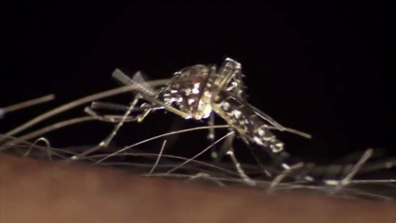 Se espera un repunte de casos de dengue tras lluvias