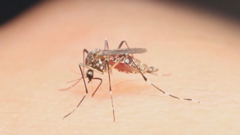Llaman a extremas medidas de prevención del mosco transmisor del dengue