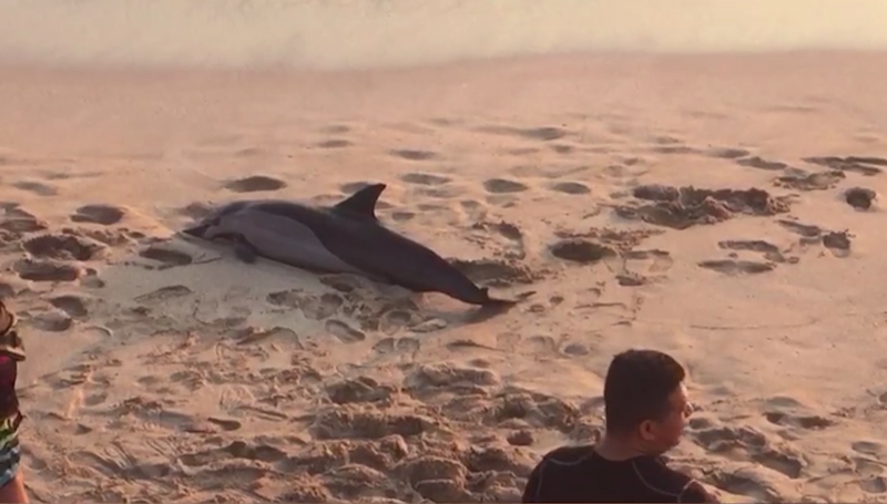 Delfín sin signos vitales es arrastrado a playas de Mazatlán