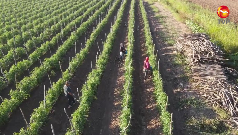 Agricultores de Mazatlán se preparan para primera etapa de siembra por fin de año