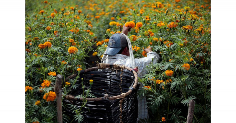 Campesinos guerrerenses afrontan costos y clima para cultivar flor de cempasúchil