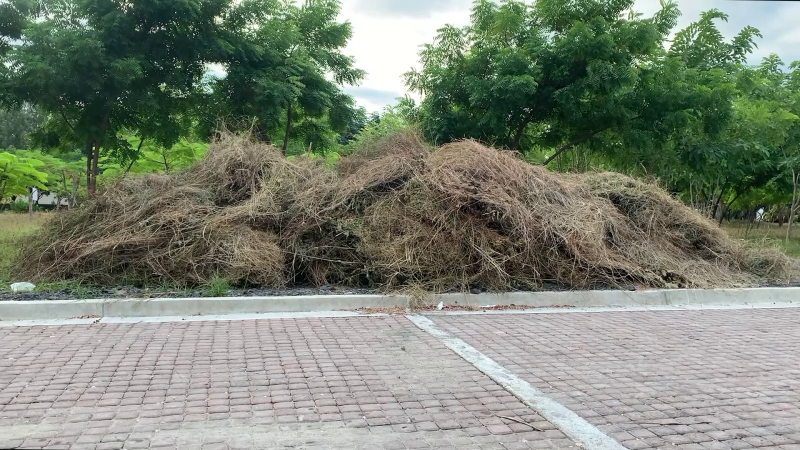 Montones de maleza cortada no han sido recolectados en la calle Bacalao