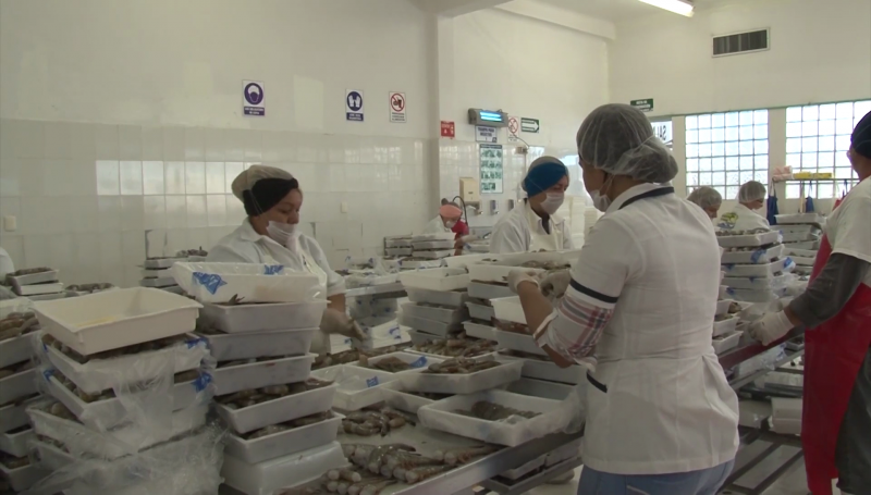 Autoridades europeas supervisan plantas tratadoras de mariscos en Sinaloa