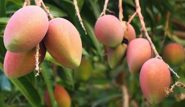 Inflación y bajo costo del mango afecta críticamente a productores del sur de Sinaloa