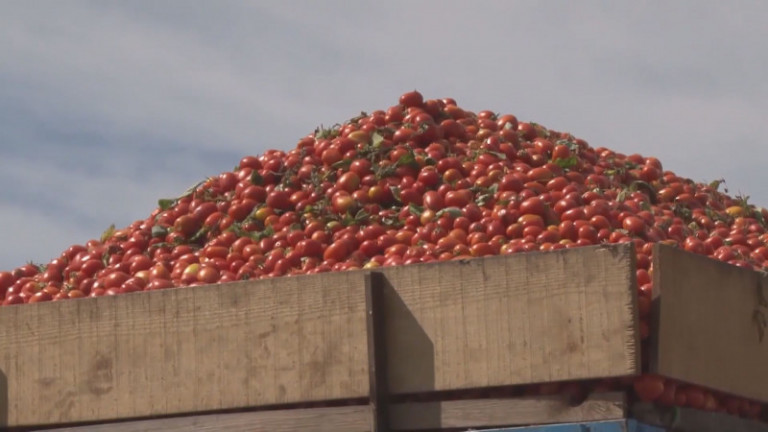 Tomate mexicano pagará un arancel del 17.09%