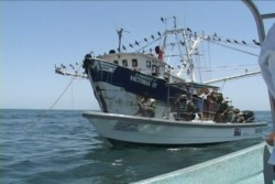 Unión de Armadores demanda cancelación de permisos para pangas que violen veda