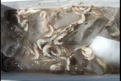Pescadores de esteros esperan una buena temporada de capturas de camarón
