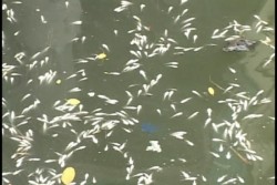 Por la fuerte contaminación mueren crías de peces en el estero del Infiernillo