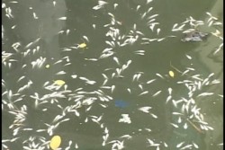 PROFEPA investiga mortandad de peces en el Infiernillo