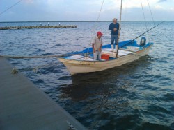 Promedian entre 10 y 15 kilos de camarón en bahía de Altata