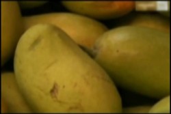 Producción de mango disminuye un 60% en 2014:CNC