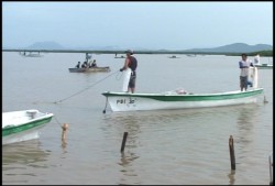 Pescadores del Huizache Caimanero registran baja producción de camarón