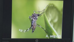 Repunte de dengue no es alarmante : Echeverria