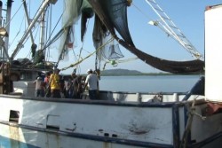 Poco camarón, pero de buen tamaño: Pescadores
