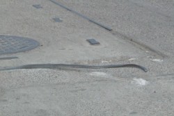 Varilla peligrosa en el parque Bonfil