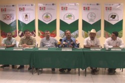 Detectan nueva plaga que afecta el sorgo, conocido como pulgón amarillo
