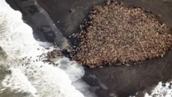 Varadas 35 mil morsas en Alaska