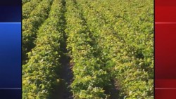 En el norte se reducirá un 50 % la siembra de frijol : AARFS
