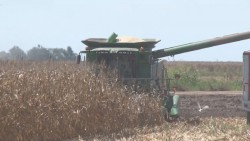 Esperan definición de Sagarpa y Hacienda, para planear ciclo agricola en Sinaloa