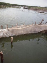 Condenan instalación de tapos en Laguna de Chiricahueto