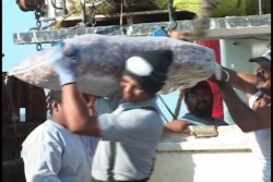 Camaroneros descargan 5 toneladas de producto del primer viaje